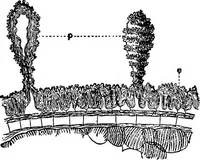An illustration from The microscopy of vegetable foods : with special reference to the detection of adulteration and the diagnosis of mixtures (1906)