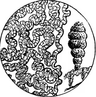 An illustration from The microscopy of vegetable foods : with special reference to the detection of adulteration and the diagnosis of mixtures (1906)