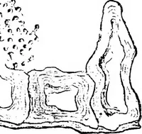 An illustration from The microscopy of vegetable foods : with special reference to the detection of adulteration and the diagnosis of mixtures (1906)