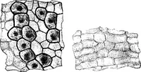 An illustration from The microscopy of vegetable foods : with special reference to the detection of adulteration and the diagnosis of mixtures (1906)