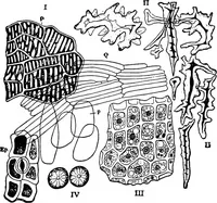 An illustration from The microscopy of vegetable foods : with special reference to the detection of adulteration and the diagnosis of mixtures (1906)