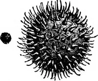 An illustration from The microscopy of vegetable foods : with special reference to the detection of adulteration and the diagnosis of mixtures (1906)