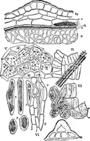 An illustration from The microscopy of vegetable foods : with special reference to the detection of adulteration and the diagnosis of mixtures (1906)