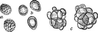 An illustration from The microscopy of vegetable foods : with special reference to the detection of adulteration and the diagnosis of mixtures (1906)
