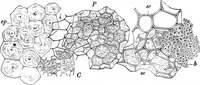An illustration from The microscopy of vegetable foods : with special reference to the detection of adulteration and the diagnosis of mixtures (1906)
