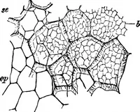 An illustration from The microscopy of vegetable foods : with special reference to the detection of adulteration and the diagnosis of mixtures (1906)