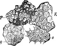 An illustration from The microscopy of vegetable foods : with special reference to the detection of adulteration and the diagnosis of mixtures (1906)