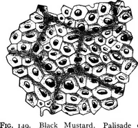 Picture 120 of 470 from The microscopy of vegetable foods : with special reference to the detection of adulteration and the diagnosis of mixtures (1906), leaf 205