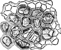 Picture 121 of 470 from The microscopy of vegetable foods : with special reference to the detection of adulteration and the diagnosis of mixtures (1906), leaf 213