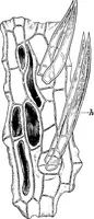 An illustration from The microscopy of vegetable foods : with special reference to the detection of adulteration and the diagnosis of mixtures (1906)