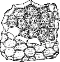 An illustration from The microscopy of vegetable foods : with special reference to the detection of adulteration and the diagnosis of mixtures (1906)