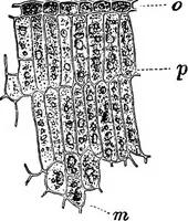 Picture 125 of 470 from The microscopy of vegetable foods : with special reference to the detection of adulteration and the diagnosis of mixtures (1906), leaf 220