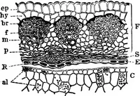 An illustration from The microscopy of vegetable foods : with special reference to the detection of adulteration and the diagnosis of mixtures (1906)
