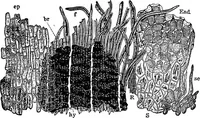 An illustration from The microscopy of vegetable foods : with special reference to the detection of adulteration and the diagnosis of mixtures (1906)
