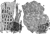 An illustration from The microscopy of vegetable foods : with special reference to the detection of adulteration and the diagnosis of mixtures (1906)