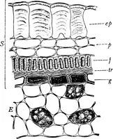 Picture 129 of 470 from The microscopy of vegetable foods : with special reference to the detection of adulteration and the diagnosis of mixtures (1906), leaf 226