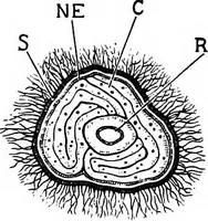 An illustration from The microscopy of vegetable foods : with special reference to the detection of adulteration and the diagnosis of mixtures (1906)