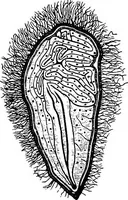 An illustration from The microscopy of vegetable foods : with special reference to the detection of adulteration and the diagnosis of mixtures (1906)