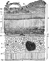 An illustration from The microscopy of vegetable foods : with special reference to the detection of adulteration and the diagnosis of mixtures (1906)