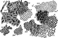 An illustration from The microscopy of vegetable foods : with special reference to the detection of adulteration and the diagnosis of mixtures (1906)