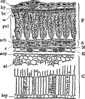 An illustration from The microscopy of vegetable foods : with special reference to the detection of adulteration and the diagnosis of mixtures (1906)