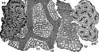 An illustration from The microscopy of vegetable foods : with special reference to the detection of adulteration and the diagnosis of mixtures (1906)