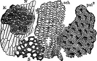 An illustration from The microscopy of vegetable foods : with special reference to the detection of adulteration and the diagnosis of mixtures (1906)