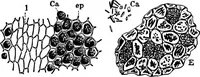 An illustration from The microscopy of vegetable foods : with special reference to the detection of adulteration and the diagnosis of mixtures (1906)