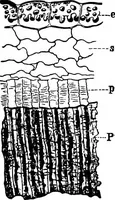 An illustration from The microscopy of vegetable foods : with special reference to the detection of adulteration and the diagnosis of mixtures (1906)