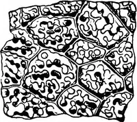 An illustration from The microscopy of vegetable foods : with special reference to the detection of adulteration and the diagnosis of mixtures (1906)