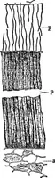 An illustration from The microscopy of vegetable foods : with special reference to the detection of adulteration and the diagnosis of mixtures (1906)