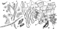 An illustration from The microscopy of vegetable foods : with special reference to the detection of adulteration and the diagnosis of mixtures (1906)