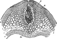 An illustration from The microscopy of vegetable foods : with special reference to the detection of adulteration and the diagnosis of mixtures (1906)