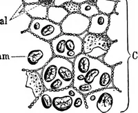 An illustration from The microscopy of vegetable foods : with special reference to the detection of adulteration and the diagnosis of mixtures (1906)