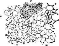 An illustration from The microscopy of vegetable foods : with special reference to the detection of adulteration and the diagnosis of mixtures (1906)
