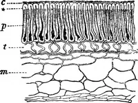 An illustration from The microscopy of vegetable foods : with special reference to the detection of adulteration and the diagnosis of mixtures (1906)