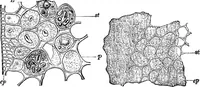 An illustration from The microscopy of vegetable foods : with special reference to the detection of adulteration and the diagnosis of mixtures (1906)