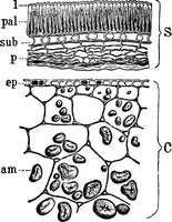 An illustration from The microscopy of vegetable foods : with special reference to the detection of adulteration and the diagnosis of mixtures (1906)