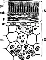An illustration from The microscopy of vegetable foods : with special reference to the detection of adulteration and the diagnosis of mixtures (1906)
