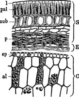 An illustration from The microscopy of vegetable foods : with special reference to the detection of adulteration and the diagnosis of mixtures (1906)