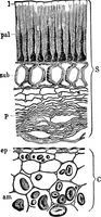An illustration from The microscopy of vegetable foods : with special reference to the detection of adulteration and the diagnosis of mixtures (1906)