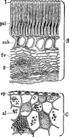 An illustration from The microscopy of vegetable foods : with special reference to the detection of adulteration and the diagnosis of mixtures (1906)