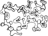 An illustration from The microscopy of vegetable foods : with special reference to the detection of adulteration and the diagnosis of mixtures (1906)