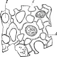 An illustration from The microscopy of vegetable foods : with special reference to the detection of adulteration and the diagnosis of mixtures (1906)