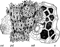 An illustration from The microscopy of vegetable foods : with special reference to the detection of adulteration and the diagnosis of mixtures (1906)