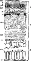 Picture 171 of 470 from The microscopy of vegetable foods : with special reference to the detection of adulteration and the diagnosis of mixtures (1906), leaf 284