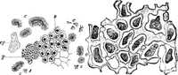 An illustration from The microscopy of vegetable foods : with special reference to the detection of adulteration and the diagnosis of mixtures (1906)