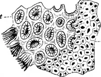 An illustration from The microscopy of vegetable foods : with special reference to the detection of adulteration and the diagnosis of mixtures (1906)