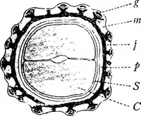 An illustration from The microscopy of vegetable foods : with special reference to the detection of adulteration and the diagnosis of mixtures (1906)