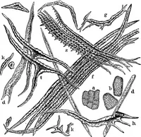 An illustration from The microscopy of vegetable foods : with special reference to the detection of adulteration and the diagnosis of mixtures (1906)